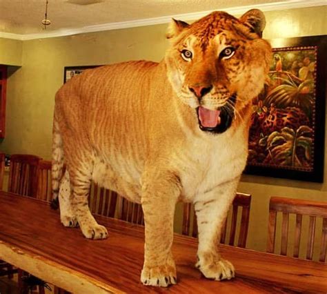 Liger Fact Hercules Is Still The Biggest Liger In The World And At