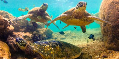4 Common Questions About Hawaiian Marine Life The Breakers Hotel