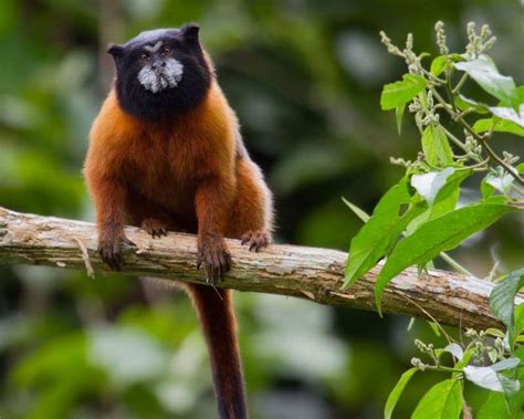 Napo Wildlife Center Yasuní National Park