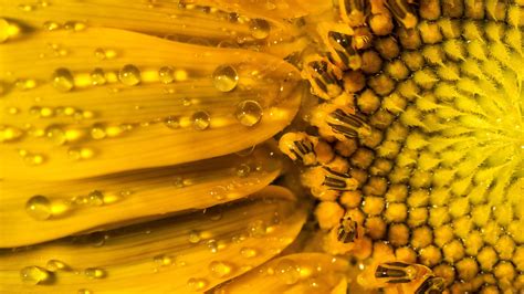 Sunflower Nature Droplets Water Yellow Petals Flower