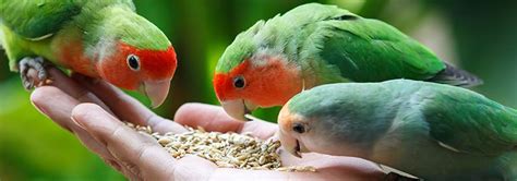 Fischer's lovebirds come in a variety of mutations. Agaporniden | Witte Molen