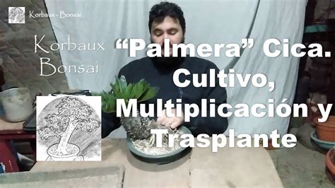 Palmera Cica Cultivo Multiplicación y Trasplante YouTube