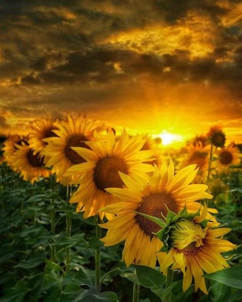 Щоб знайти, треба знати, що шукаєш. | Sunflower pictures, Sunflower sunset, Sunflower wallpaper