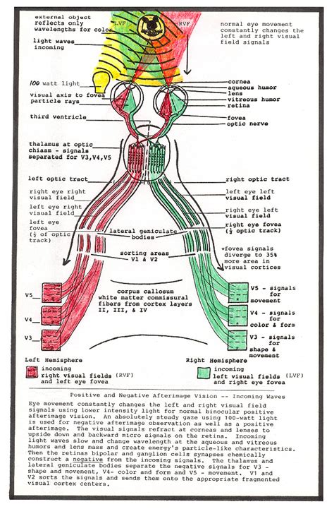 Positive And Negative Afterimages Instructions Process