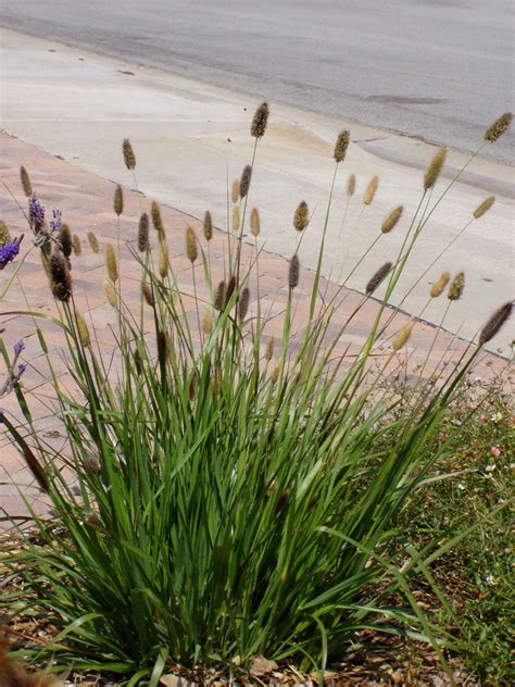 Pin on For the Garden