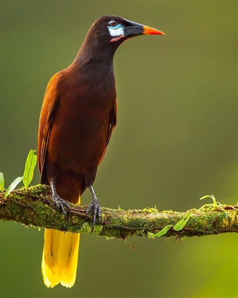 Montezuma Oropendola Is A Fantastic Looking Bird Their Beaks Remind Me