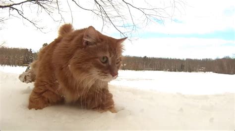 These Cats Love The Snow Youtube