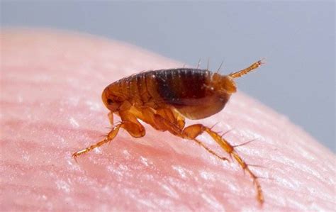 Blog The Best Pest Control For Fleas Charlotte Exterminators