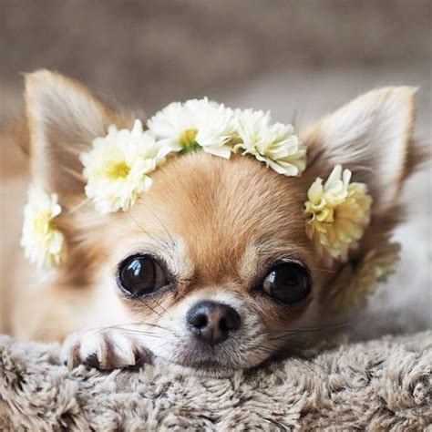 Adorable Cute Chihuahua Pictures Pets Lovers