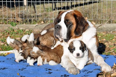 With their breeder, waiting for you! St. Bernard puppies with mom wallpapers and images - wallpapers, pictures, photos