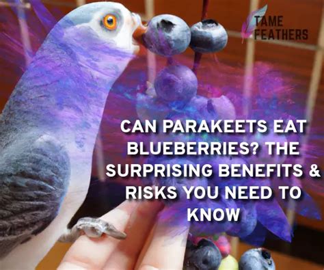 Can Parakeets Eat Blueberries The Surprising Benefits And Risks You Need