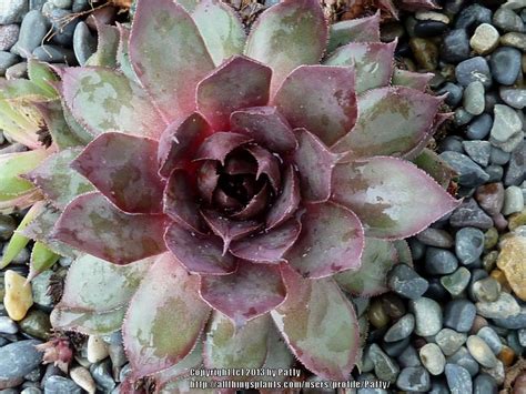 Photo Of The Entire Plant Of Hen And Chicks Sempervivum Red Beauty