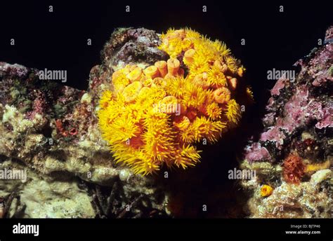 Orange Cup Coral Tubastraea Coccinea Marine Cup Corals Underwater