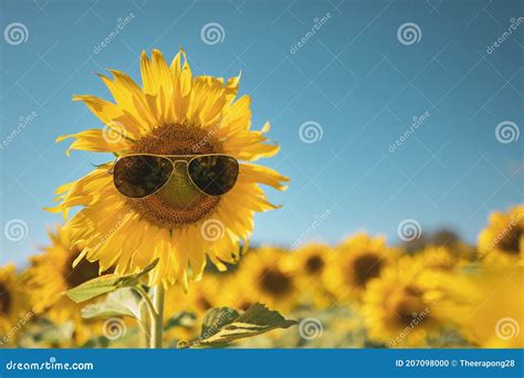 Sunflower Wearing Sunglasses With Smile Face On Vintage Tone For Summer Festival Concept Stock
