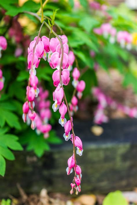 Annuals are the workhorses of every flower garden. 15 Best Shade Perennials - Shade-Loving Perennial Flowers ...