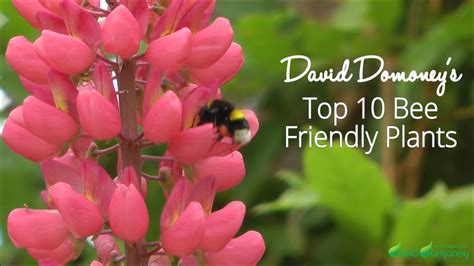Top ten annual flowers to attract bees to your garden. Top 10 Bee-friendly Plants - David Domoney