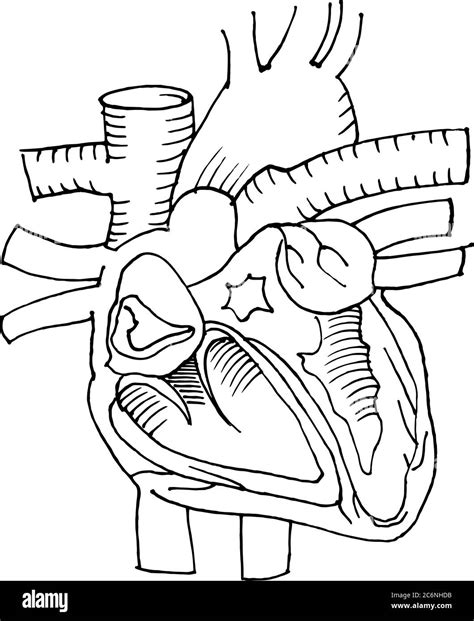 Contour Vector Outline Drawing Of Human Heart Organ Medical Design