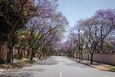 5 Best Places To See Jacaranda Trees In Bloom Johannesburg The