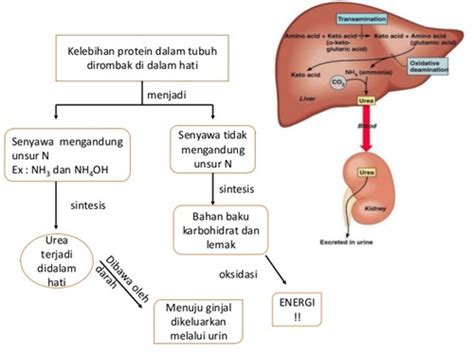 Penjelasan Singkat Mengenai Proses Metabolisme Protein Dalam Tubuh Kita