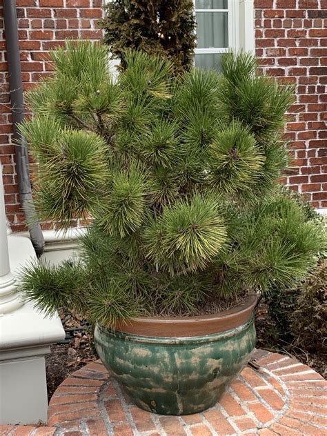 Pinus Thunbergii Thunderhead Dwarf Japanese Black Pine