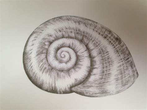 Snail Shell Drawing At Getdrawings Free Download