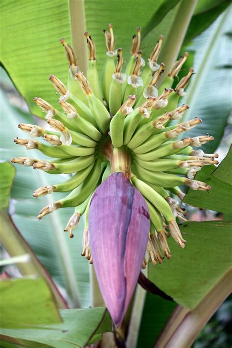 Banana Tree Flower Free Stock Photo Public Domain Pictures