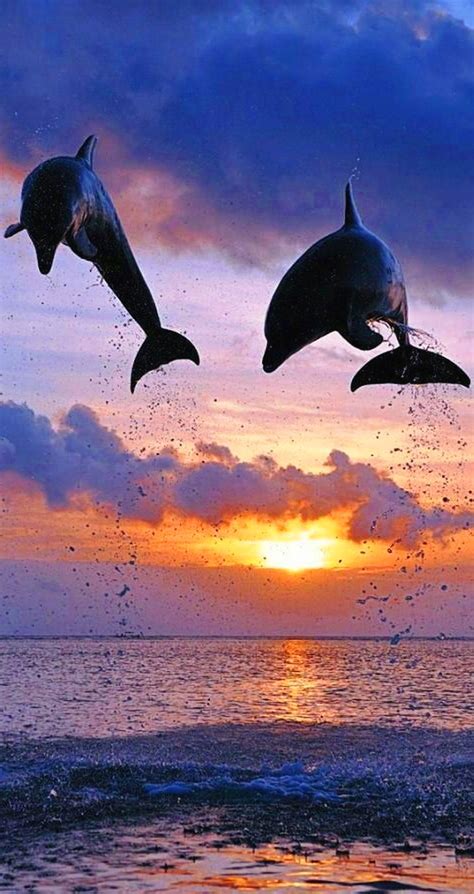 Beautiful Dolphin Sunset Wallpapers 4k Hd Beautiful Dolphin Sunset