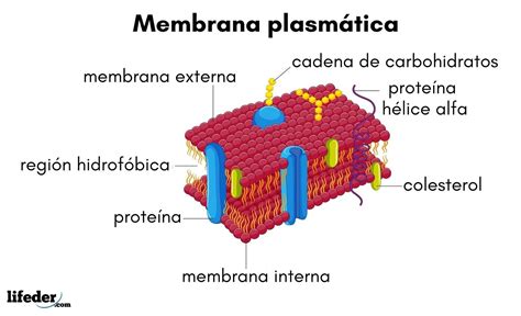Membrana Plasmática Qué Es Características Funciones Estructura
