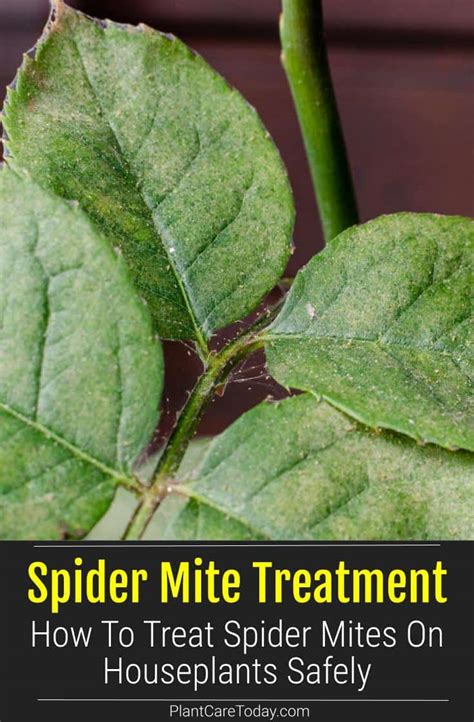 Spider Mite Treatment