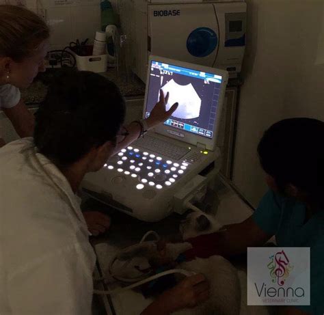 Vienna Veterinary Clinic Ultrasonography Specialist Dr Paulina
