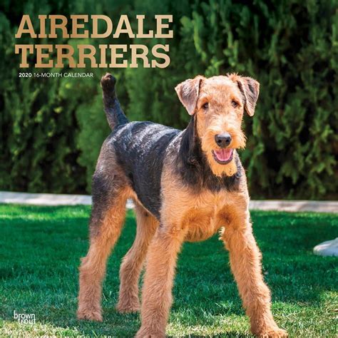 Airedale Terrier The Ultimate Breed Guide 2020 Pups4sale Breeders
