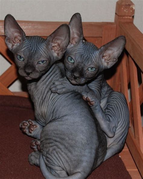 Hairless Cats I Want These Sphynx Kittens For Sale Hairless Cat