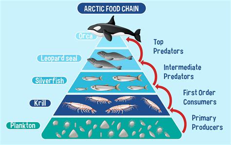 Marine Food Chain Vector Art Icons And Graphics For Free Download