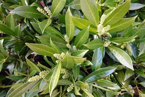 English Laurel Vs Cherry Laurel Whats The Difference A Z Animals