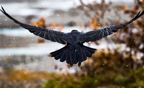 Raven In Flight Mostbeautiful