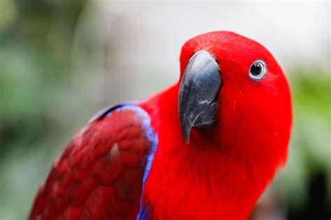 Top 5 Popular Large Parrots