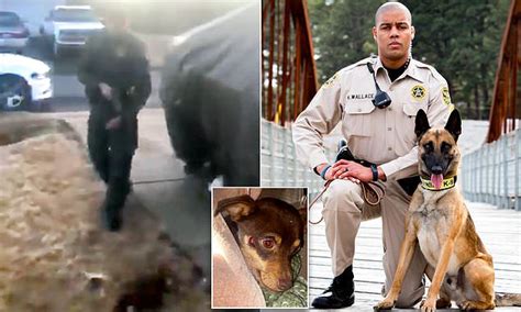 Arkansas Officer And K 9 Handler Is Fired After Video Sees Him Shooting A Chihuahua In The Face