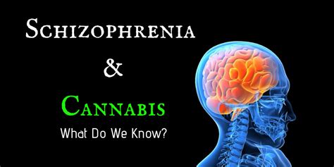The Relationship Between Cannabis And Schizophrenia Ced Foundation