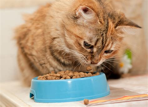 In cats fed dry (or mostly dry) food, it is important to promote water intake, especially to prevent urinary problems. Top 10 Best Cat Food Reviews