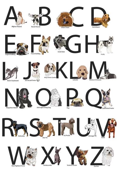 Dog Breeds Alphabet By