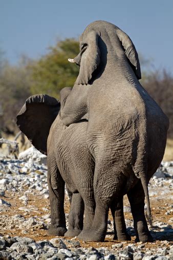 elefanten sich paaren stockfoto und mehr bilder von männliches tier männliches tier sex und