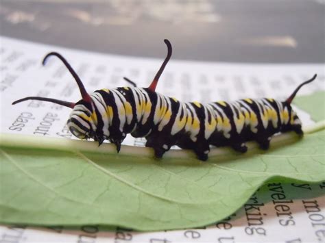 Queen Monarch Caterpillars And Butterflies How To Tell The Difference