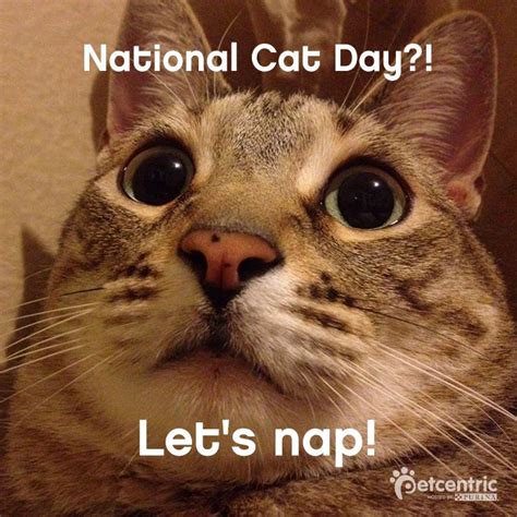 75 Best Images About National Cat Day On Pinterest