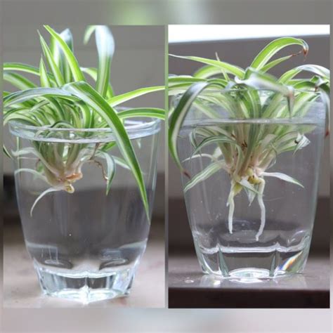 Propagate Spider Plant 3 Easy Techniques That Work Like Miracle Greenkosh