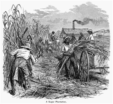 Posterazzi Slavery Sugar Plantation C1850 Slaves Working On A