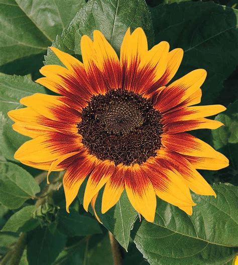 Sunflower Ring Of Fire All America Selections