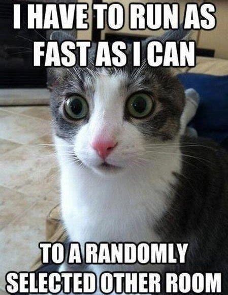 70 funny cat memes everyone can relate to bayart