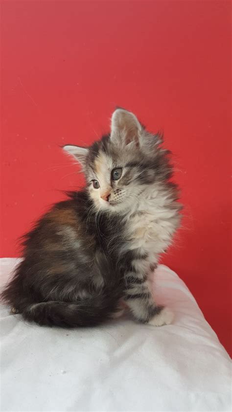 Check spelling or type a new query. Maine Coon Cats For Sale | Richmond, VA #263108 | Petzlover