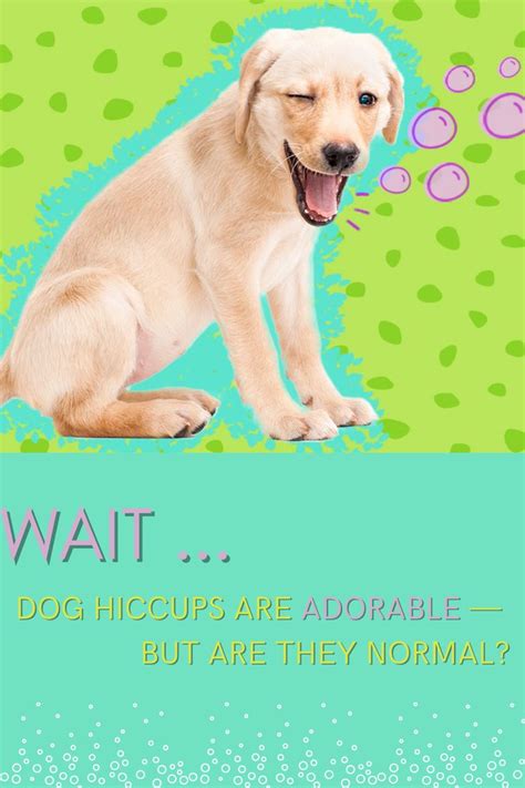 Dog Hiccups Are Adorable — But Are They Normal Dog Hiccups Puppy