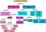 Mapa conceptual del Sistema Nervioso Partes y Funciones